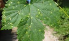 Mana hameiului Mana hameiului